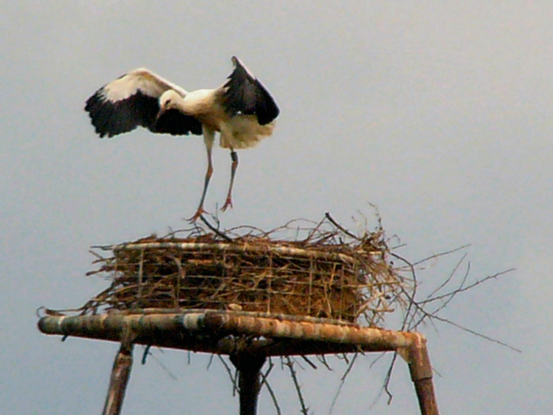 Weyhuser Jungstorch trainiert fr den ersten Abflug (Foto: Heike Krause)