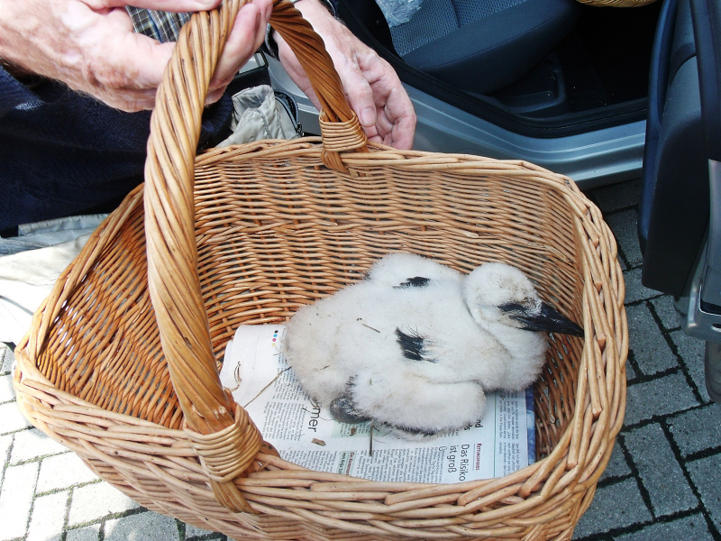 23-06-11storch1 017