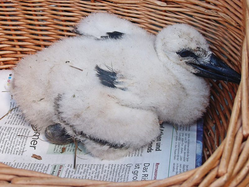 23-06-11storch1 018