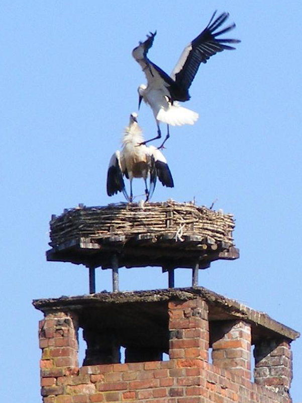 HillerseJungstrche(G.Fiedler) 21.8.2013