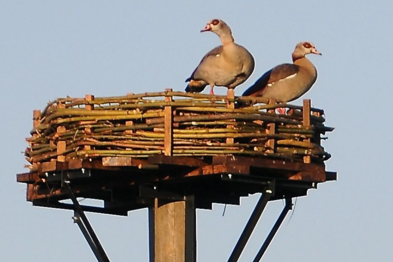 Nilgans- 2014 Altendorf2