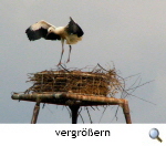 Weyhuser Jungstorch trainiert fr den ersten Abflug. Foto: Heike Krause