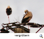 Die beiden Elternstörche übernachten auf dem Mast . Foto: Heike Krause Die beiden Elternstörche übernachten auf dem Mast . Foto: Heike Krause