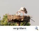 Storchennest Bannetze, Foto A. Friesenborg