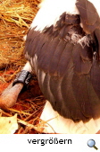 Didderse. Auch der letzte Jungstorch ist beringt. Foto Heike Krause