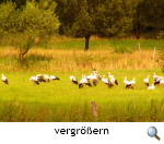 Storchenansammlung mit Siesta bei Schwlper. Foto Heike Krause