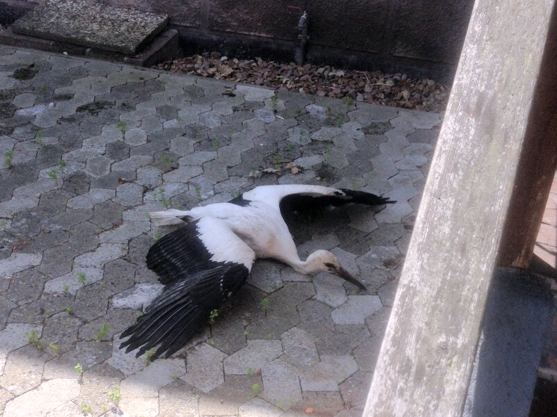 Abgestrzter Storch