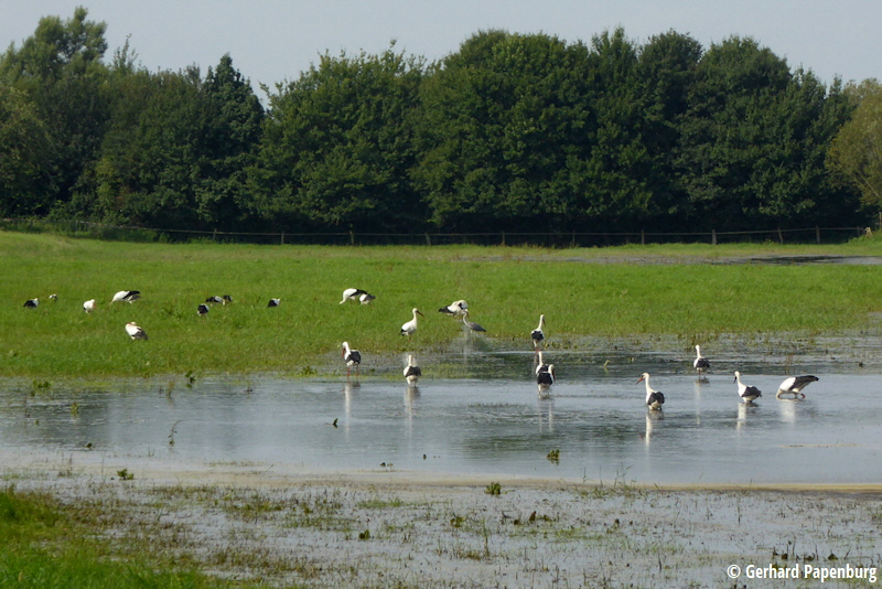 Auewiesen Nienhagen