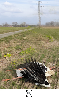 Bckelse Stromtod (Fr.Brner) Vorschau