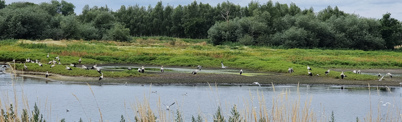 BS Shellteich 14.7.22 (Foto Gerhard Braemer) Vorschau