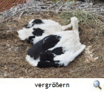 Beringung Hohne I, 2015 (P.Kruska,FFW Celle) Beringung Hohne I, 2015 (P.Kruska,FFW Celle)
