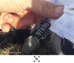 Bleckmar 2019 Beringung DEW 9T 696 (Helmut Baltzer) Vorschau Bleckmar 2019 Beringung DEW 9T 696 (Helmut Baltzer) Vorschau
