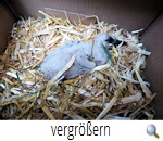 Bockelskamp 12.06.18 Jungenbergung I. G.Papenburg) Bockelskamp 12.06.18 Jungenbergung I. G.Papenburg)