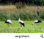Flügge Jungstörche in den Wiesen bei Calberlah, Foto: U. Zeemann Flügge Jungstörche in den Wiesen bei Calberlah, Foto: U. Zeemann