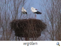 Calberlah 23.2.20 II (R.Lunde) Calberlah 23.2.20 II (R.Lunde)