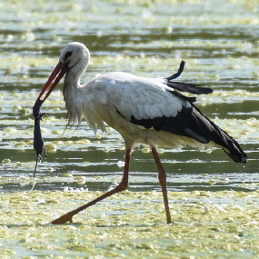 Weistorch fngt Hermelin, Rieselfelder12. Juli 2016 