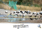 Deponie SZ-Heerte 7.8.2018 besprhte Flche (Foto G.Fiedler)s
