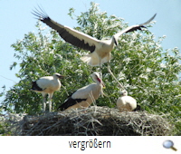 Flugbung Altencelle 2019 (G.Papenburg)