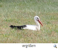 GF-Winkel 2019-Storch sitzt (W.Wedekind)