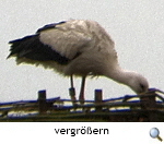 Storch, GF-Winkel. Foto K. Wichmann Storch, GF-Winkel. Foto K. Wichmann