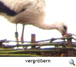 Storch, GF-Winkel. Foto K. Wichmann Storch, GF-Winkel. Foto K. Wichmann