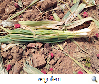 Gefährliche Gummiringe R.P. Gefährliche Gummiringe R.P.