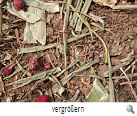 Gefährliche Gummiringe R.P. Gefährliche Gummiringe R.P.