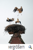 Nestkämpfe in Großmoor, Foto G. Papenburg 10.04.18 Nestkämpfe in Großmoor, Foto G. Papenburg 10.04.18