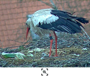 Hohne 3 Junge 14.4.22 (Screenshot Fr.Brner) vorschau