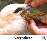 Hohne-Leiferde 2015, Jungstorch mit verschluckten Gummibändern Hohne-Leiferde 2015, Jungstorch mit verschluckten Gummibändern