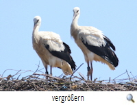 Jembke 2020 -Geschwisterlich syncron 1 (R.Lunde) Jembke 2020 -Geschwisterlich syncron 1 (R.Lunde)