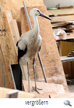 Jembke Jungstorch 2019 1(R.Lunde)