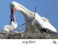 Junge tränken GF-Lehmweg 2019 (G.Papenburg) Junge tränken GF-Lehmweg 2019 (G.Papenburg)