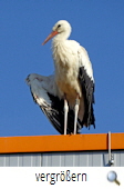 Jungstorch, Wolthausen 2017. Foto G. Papenburg