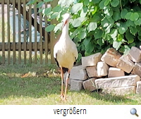 Klein Schwülper Jungstorch 2019 Springe Klein Schwülper Jungstorch 2019 Springe