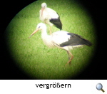 Kreuzschnabelstorch Kl.Schwülper 2010 Is Kreuzschnabelstorch Kl.Schwülper 2010 Is