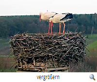 Leiferde 18.2.20 Fridolin und Mai (screenshot G.Papenburg)s