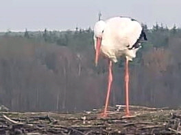 Leiferde 2020 Fridolin (Screenshot G.Papenburg)1