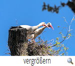 Leiferde-Dorf 2018 I Leiferde-Dorf 2018 I