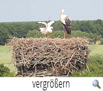 Leiferde Nest Schornstein 7.6.18 screenshot.jpg