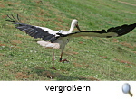 Storch mit Datenlogger. Foto. M. Kaatz