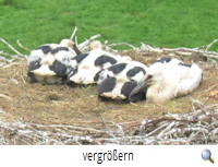 Neudorf-Platendorf 2020 (F. Brner)