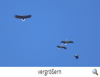 Neuhaus 2020 Storch und Adler I (R.Lunde) Neuhaus 2020 Storch und Adler I (R.Lunde)