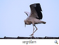 Neuhaus 2020-der erste Abflug 1(R.Lunde) Neuhaus 2020-der erste Abflug 1(R.Lunde)