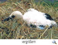 Nienhagen 2019 geborgener Jungstorch(G.Papenburg)