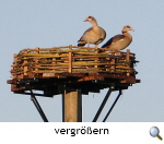 Nilgnse in Altendorf. Foto A. Nieswandt