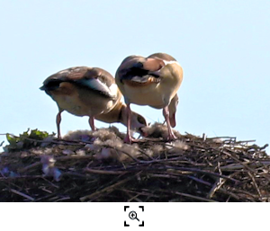 Nilgans-Nest Weyhausen 12.2.22 (R.Lunde)