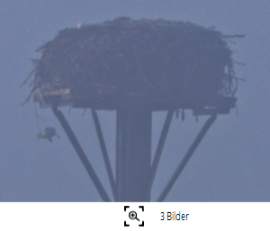 Nilgans-Storch-5 Weyhausen-Sd 2022 (R.Lunde) Vorschau