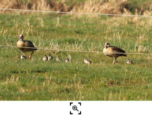 Nilgans-Storch 7 Weyhausen-Sd (Foto Rita Lunde) Vorschau