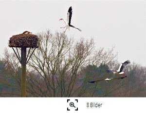 Nilgans-Storch Kampf ums Nest Weyhausen-Sd 2 (R.Lunde) Vorschau